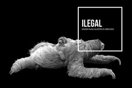 WCS Uses Facebook To Stop Wildlife Trafficking in Peru